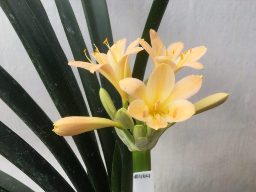SH Very light Peach Clivia miniata with open flower and yellow throat - Image 2