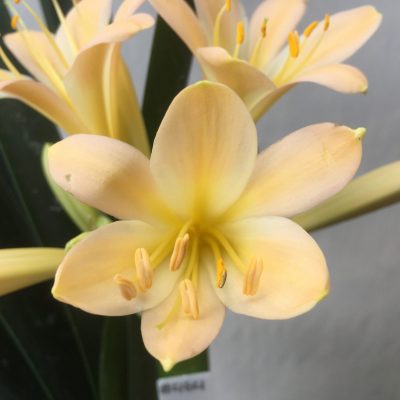SH Very light Peach Clivia miniata with open flower and yellow throat
