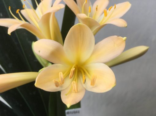 SH Very light Peach Clivia miniata with open flower and yellow throat