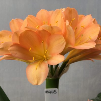 SH465 Dark Peach Clivia miniata with strong pink infusion
