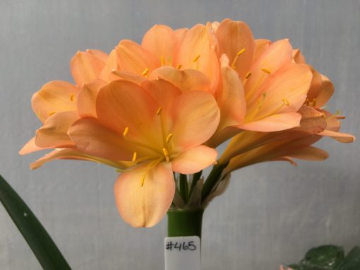 SH465 Dark Peach Clivia miniata with strong pink infusion
