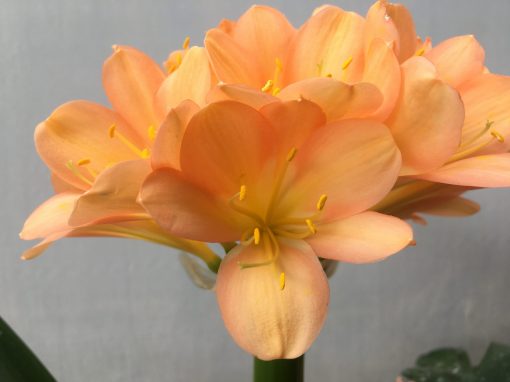 SH465 Dark Peach Clivia miniata with strong pink infusion - Image 2