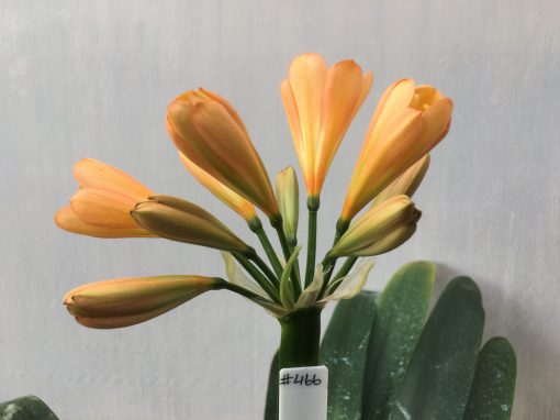 SH466 Pink/Peach Clivia miniata with overlapping sepals - Image 2