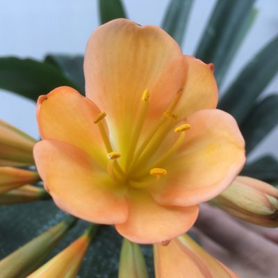 SH466 Pink/Peach Clivia miniata with overlapping sepals