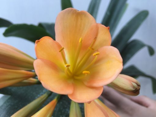 SH466 Pink/Peach Clivia miniata with overlapping sepals