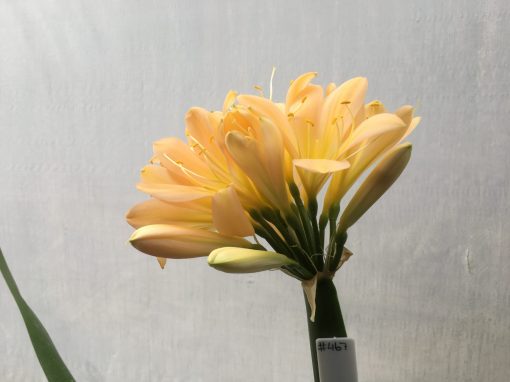 SH467 Mid Pink/Peach Clivia miniata with yellow tones - Image 2