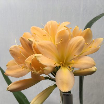 SH467 Mid Pink/Peach Clivia miniata with yellow tones