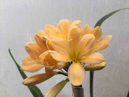 SH467 Mid Pink/Peach Clivia miniata with yellow tones