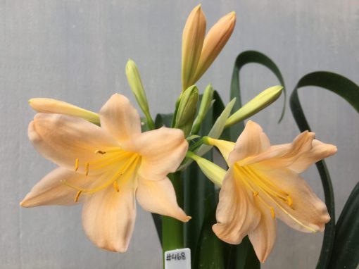 SH468 Pink/Peach Clivia miniata with very open flowers - Image 2
