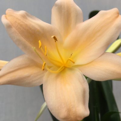 SH468 Pink/Peach Clivia miniata with very open flowers