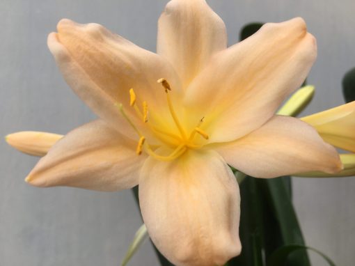 SH468 Pink/Peach Clivia miniata with very open flowers