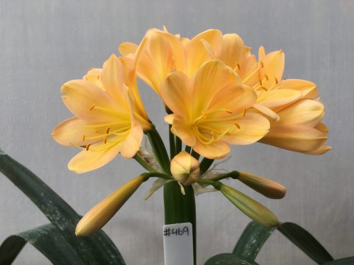 SH470 Mid to dark Peach Clivia miniata with pink tones - Image 2