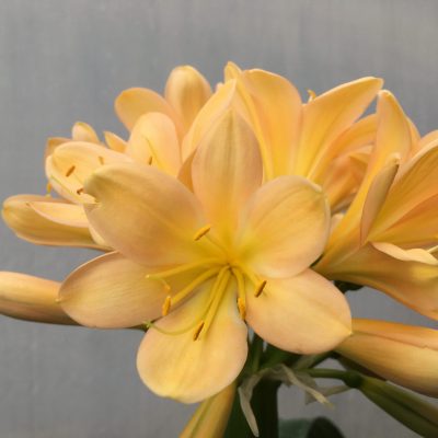 SH469 Mid Peach Clivia miniata with pink blush