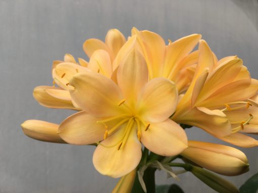 SH469 Mid Peach Clivia miniata with pink blush