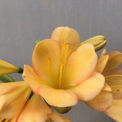 SH470 Mid to dark Peach Clivia miniata with pink tones