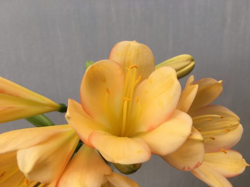 SH470 Mid to dark Peach Clivia miniata with pink tones
