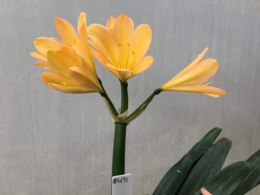 SH471 Light to mid Peach Clivia miniata with light pink infusion - Image 2