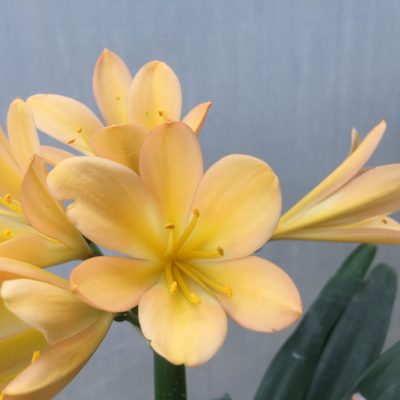 SH471 Light to mid Peach Clivia miniata with light pink infusion