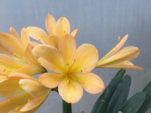 SH471 Light to mid Peach Clivia miniata with light pink infusion