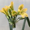 SH472 Mid peach Clivia miniata with very strong green throat - Image 2