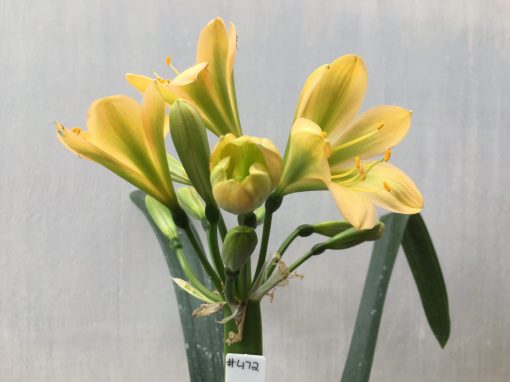 SH472 Mid peach Clivia miniata with very strong green throat - Image 2