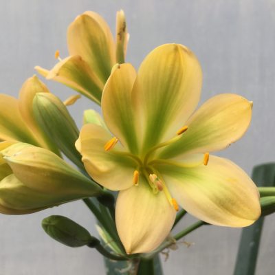 SH472 Mid peach Clivia miniata with very strong green throat