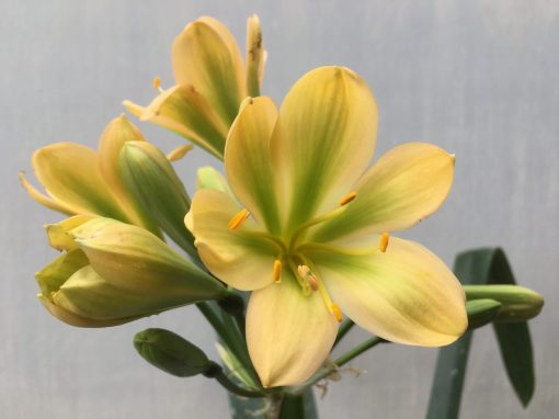 SH472 Mid peach Clivia miniata with very strong green throat