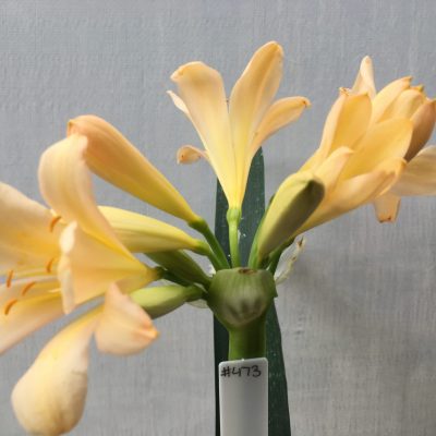 SH473 Light Peach Clivia miniata