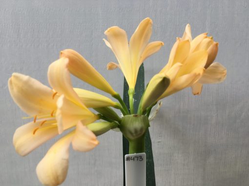SH473 Light Peach Clivia miniata