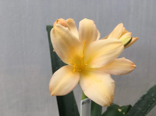 SH473 Light Peach Clivia miniata - Image 2