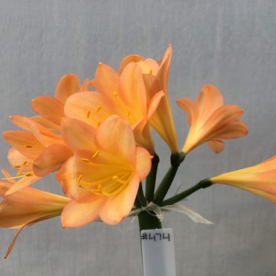 SH474 Dark Peach Clivia miniata with strong pink infusion to edges
