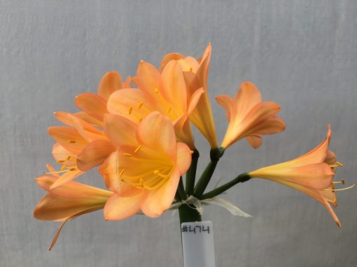 SH474 Dark Peach Clivia miniata with strong pink infusion to edges