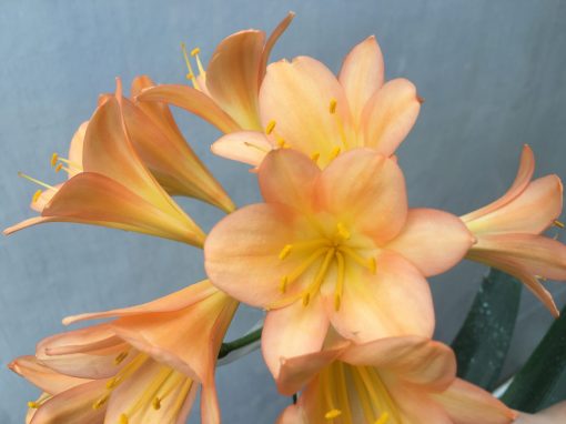 SH474 Dark Peach Clivia miniata with strong pink infusion to edges - Image 2