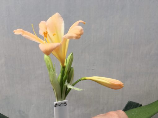 SH475 Pink/peach Clivia miniata - Image 2