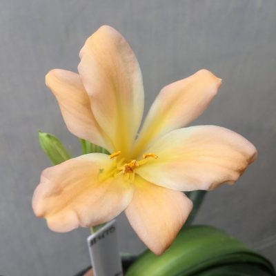 SH475 Pink/peach Clivia miniata
