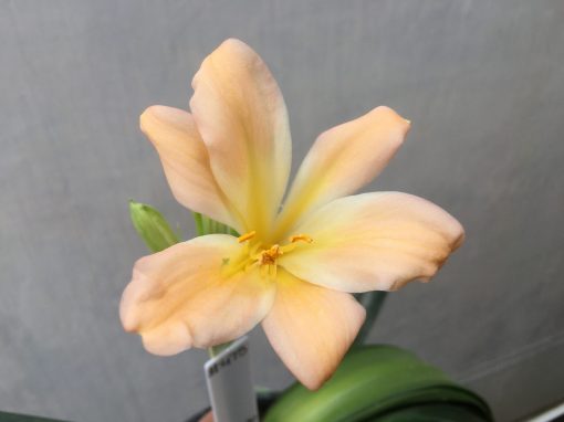 SH475 Pink/peach Clivia miniata