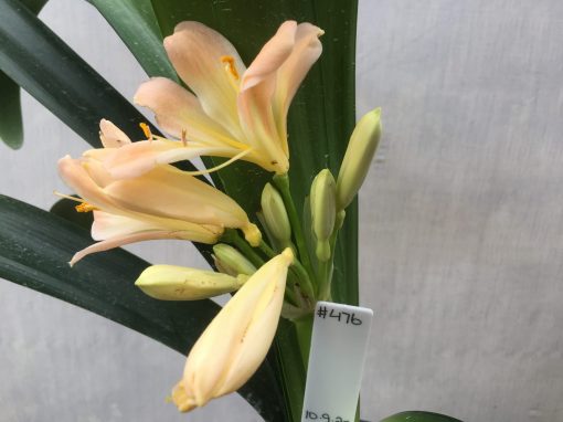 SH476 Pink Clivia miniata with peach tones - Image 2