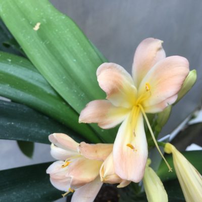SH476 Pink Clivia miniata with peach tones