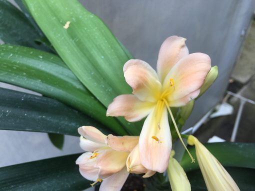 SH476 Pink Clivia miniata with peach tones
