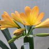 SH477 Mid to dark Peach  Clivia miniata with strong yellow open throat - Image 2