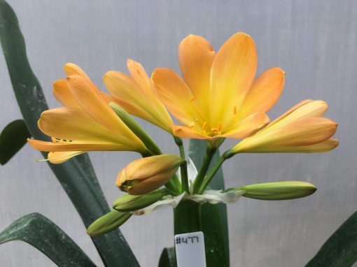 SH477 Mid to dark Peach  Clivia miniata with strong yellow open throat - Image 2