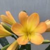 SH477 Mid to dark Peach  Clivia miniata with strong yellow open throat