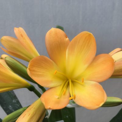 SH477 Mid to dark Peach  Clivia miniata with strong yellow open throat
