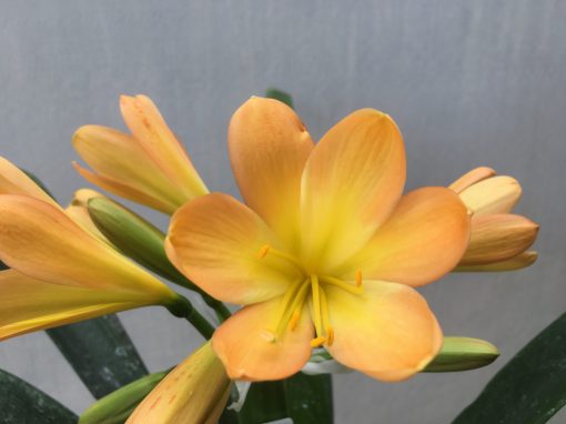 SH477 Mid to dark Peach  Clivia miniata with strong yellow open throat