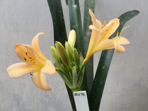 SH478 Light to mid Peach Clivia miniata with slightly re-curve petals - Image 2
