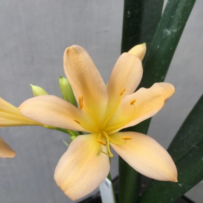 SH478 Light to mid Peach Clivia miniata with slightly re-curve petals