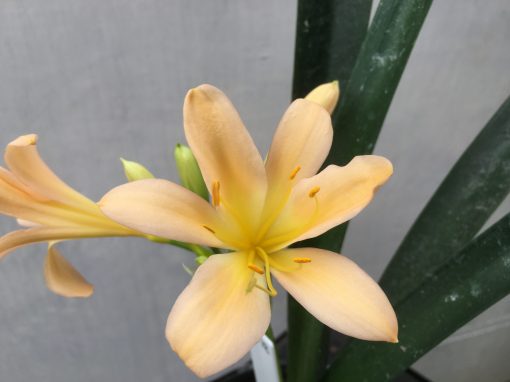 SH478 Light to mid Peach Clivia miniata with slightly re-curve petals