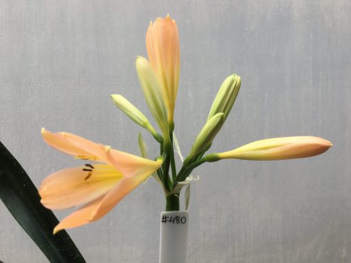 SH480 Light to mid Peach Clivia miniata with light yellow throat - Image 2