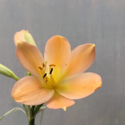 SH480 Light to mid Peach Clivia miniata with light yellow throat