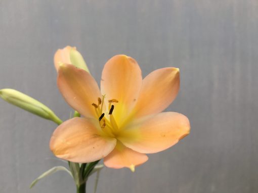 SH480 Light to mid Peach Clivia miniata with light yellow throat